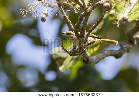 Image of bird on the branch. (Streak-eared Bulbul; Pycnonotus blanfordi)