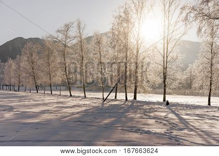 wood forest snow winter cabin traditional alpine life