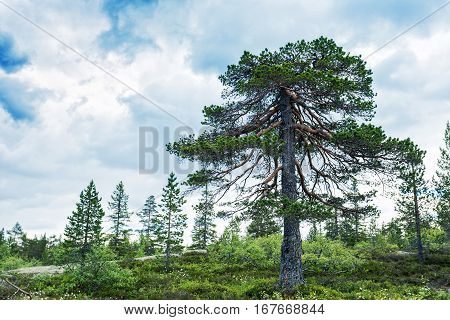 Norway landscape with mountain river and summer forest
