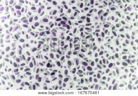 chia seeds in water look like microbiology analysis