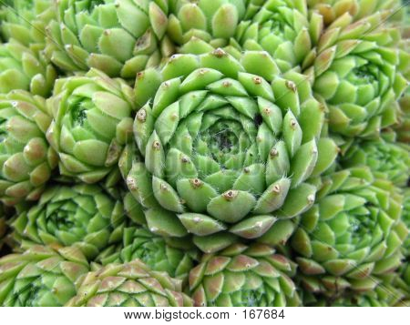 Vegetação maravilhosa