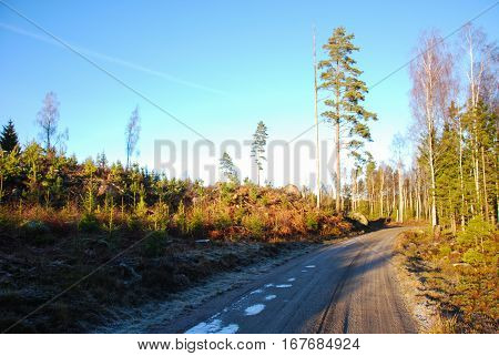 Winding sunlit gravel road in the woods