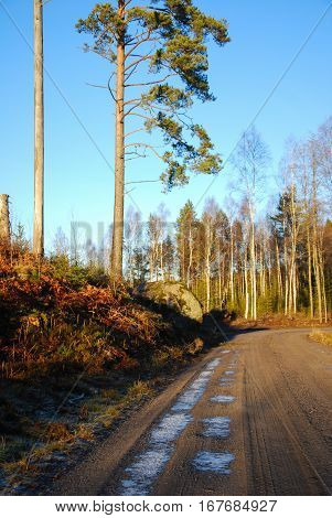Winding gravel road into a sunlit forest