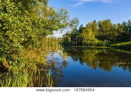 River overgrown trees in a Central Russia