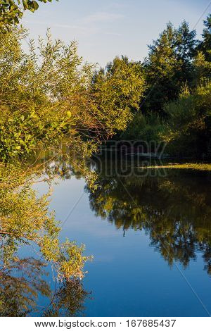 A River with trees on the shore