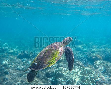 Sea turtle in blue water. Green sea turtle swimming in the ocean. Image of rare marine animal - green turtle. Green turtle in coral reef. Blue sea and sea animal. Snorkeling and diving with sea turtle