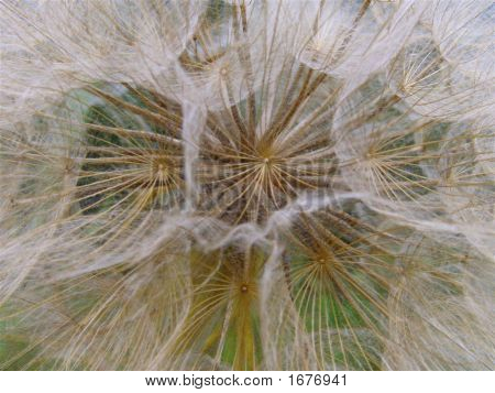 민들레 Puffball