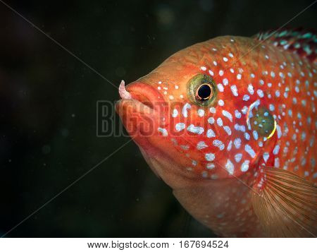 Portrait of a fish with a worm in his mouth