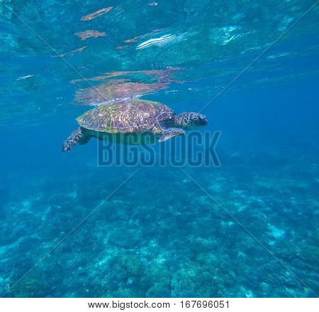 Sea turtle in blue water green turtle swimming rare marine species turtle animal in sea shot ocean life near coral reef sea turtle underwater photo beautiful sea animal snorkeling with turtles