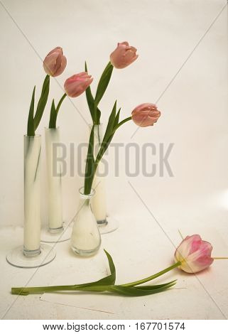 Pink tulips in a glass vase on a pink background.