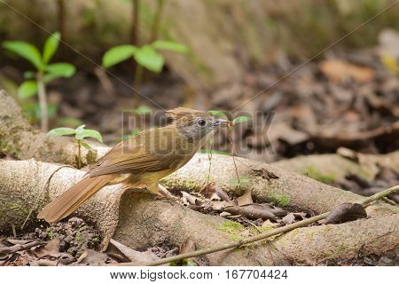 The bulbul bird seek a food on the tree root