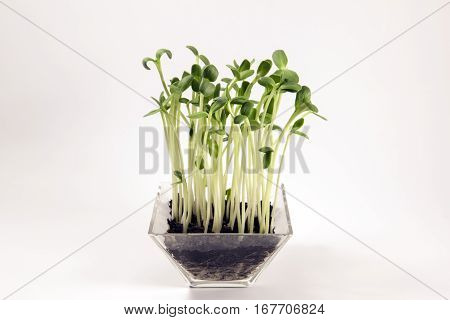 Sunflower sprouts in a glass bowl on a bright background.