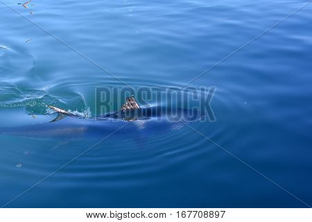Tuna Trini that every year was the port of L Escala in Costa Brava Girona Spain