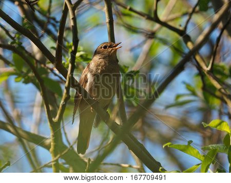 Nightingale hiding in a bush ( Luscinia luscinia )