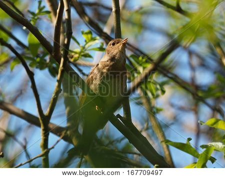 Nightingale hiding in a bush ( Luscinia luscinia )