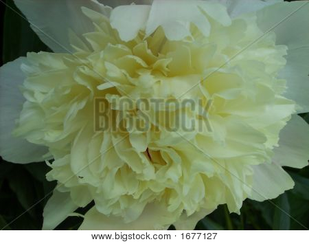 ดอกพีโอนีสีขาวครีม 7