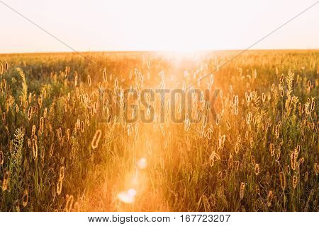 Meadow Grass In Yellow Sunlight And Bokeh, Boke Background. Later Summer Or Early Autumn Season. Sun At Sunset Sunrise Over Horizon Of Field Meadow Grass