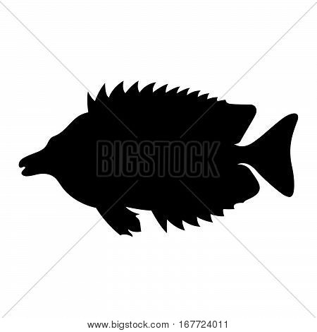 Foxface rabbitfish ( shade picture ) on white