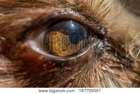 dog's eye macro detail, Yorkshire Terrier brown dog close-up Yorkshire Terrier brown color doggie. Expressive doggy look