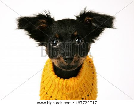 Russian Toy In Front Of White Background Dress Whit Orange