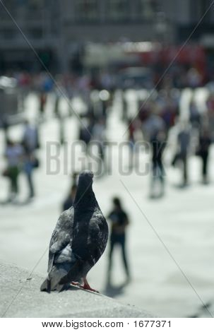 Vue de Pigeon