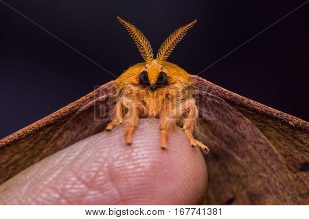 Cricula Silkmoth On Finger