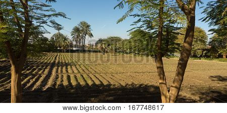 Small farm of some vegetables in Egypt near the sea