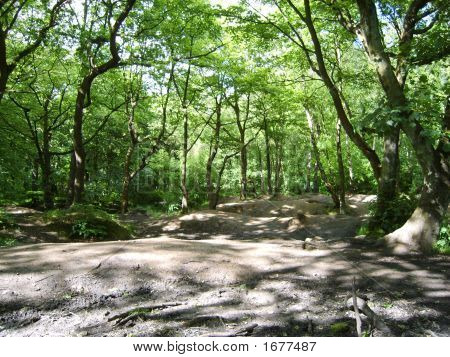 Into The Woods