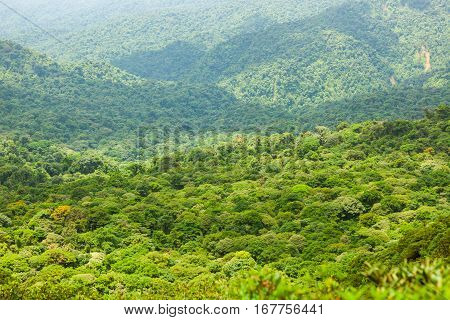 Rainforest landscape view in Monteverde Costa Rica