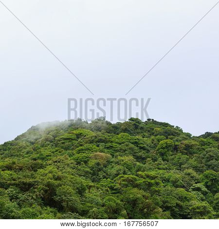 Rainforest landscape view in Monteverde Costa Rica