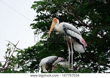 breeding colony of Painted Stork (Mycteria leucocephala) in Thai forest
