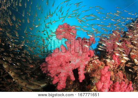 Red soft coral and fish