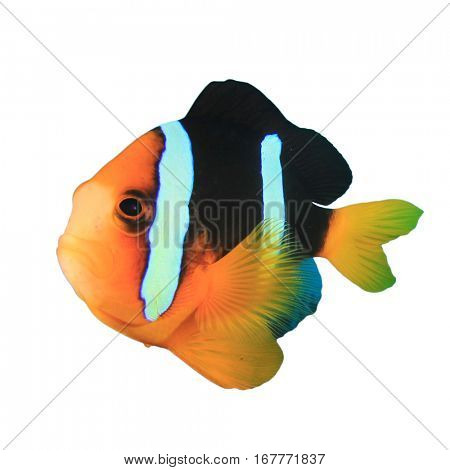 Clownfish isolated. Fish on white background. Clarke's Anemonefish