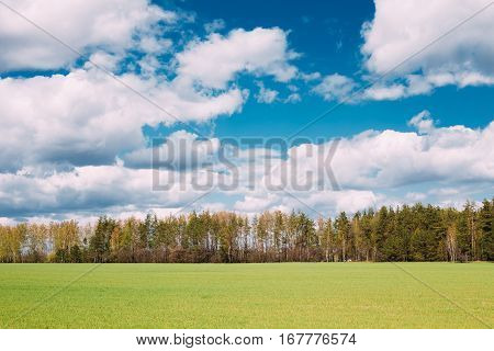 Countryside Rural Field Or Meadow Landscape With Green Grass On Foreground And Forest On Background Under Scenic Spring Blue Dramatic Sky With White Fluffy Clouds. Skyline. Agricultural Landscape