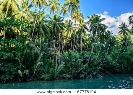 Jungle river on Cebu Island in Philippines