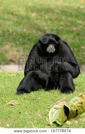 beautiful Siamang (Symphalangus syndactylus) sitting on ground