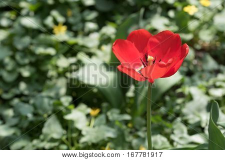 Beautiful lush red tulip flower blooming in field