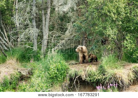 Brown Bear Sow And Cubs