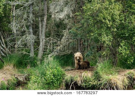 Brown Bear Sow And Cubs