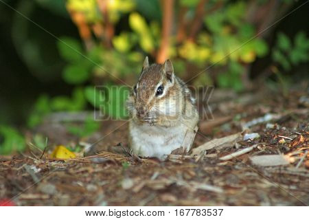 Cute chipmunk sitting up on his hind legs on the forest floor