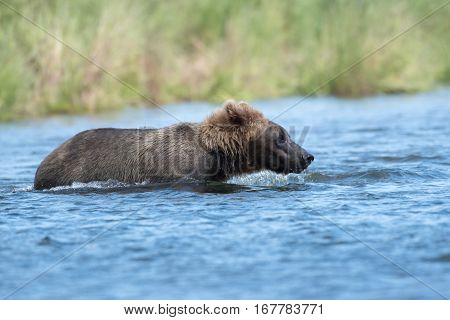 Alaskan Brown Bear Wading