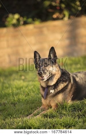 German Shepherd dog outside in a grassy area during the day