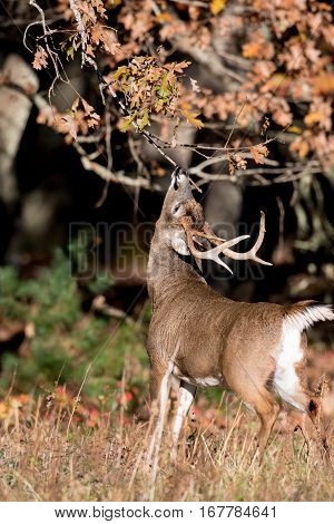 Large White-tailed Deer Buck