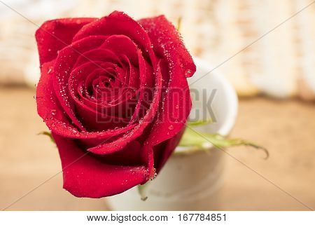 One Red Rose in a cup for Mother's Day or Valentine's as a loving gift