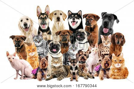 Group of cute pets on white background