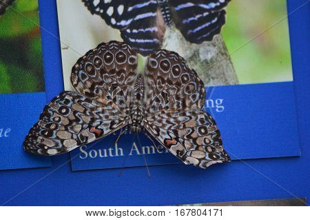 Grey Crapper Butterfly