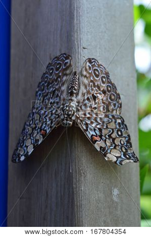 Grey Crapper Butterfly