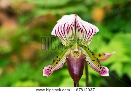 Violet and green orchid (Paphiopedilum collosum) or lady slipper or slipper orchid in nature.