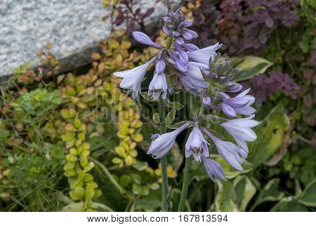 bud Campanula glomerata in the spring garden