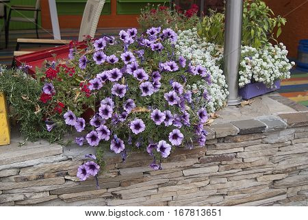 The white purple petunias and the bushes